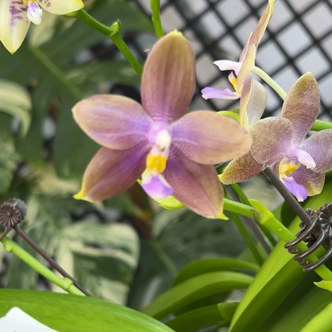 完全开放4号开播福利，58米叶瑕漏