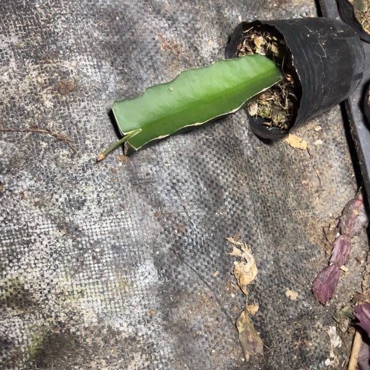 重***生丘比特嫁接单片小苗一颗带花苞