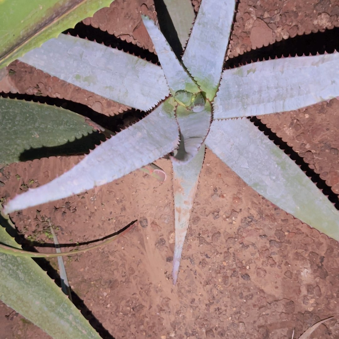 E***s块根植物块根植物