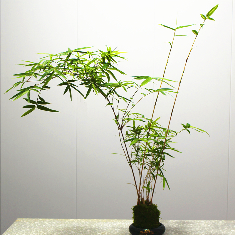 室内水培观音竹盆栽好养易活四季常青净化空气绿植