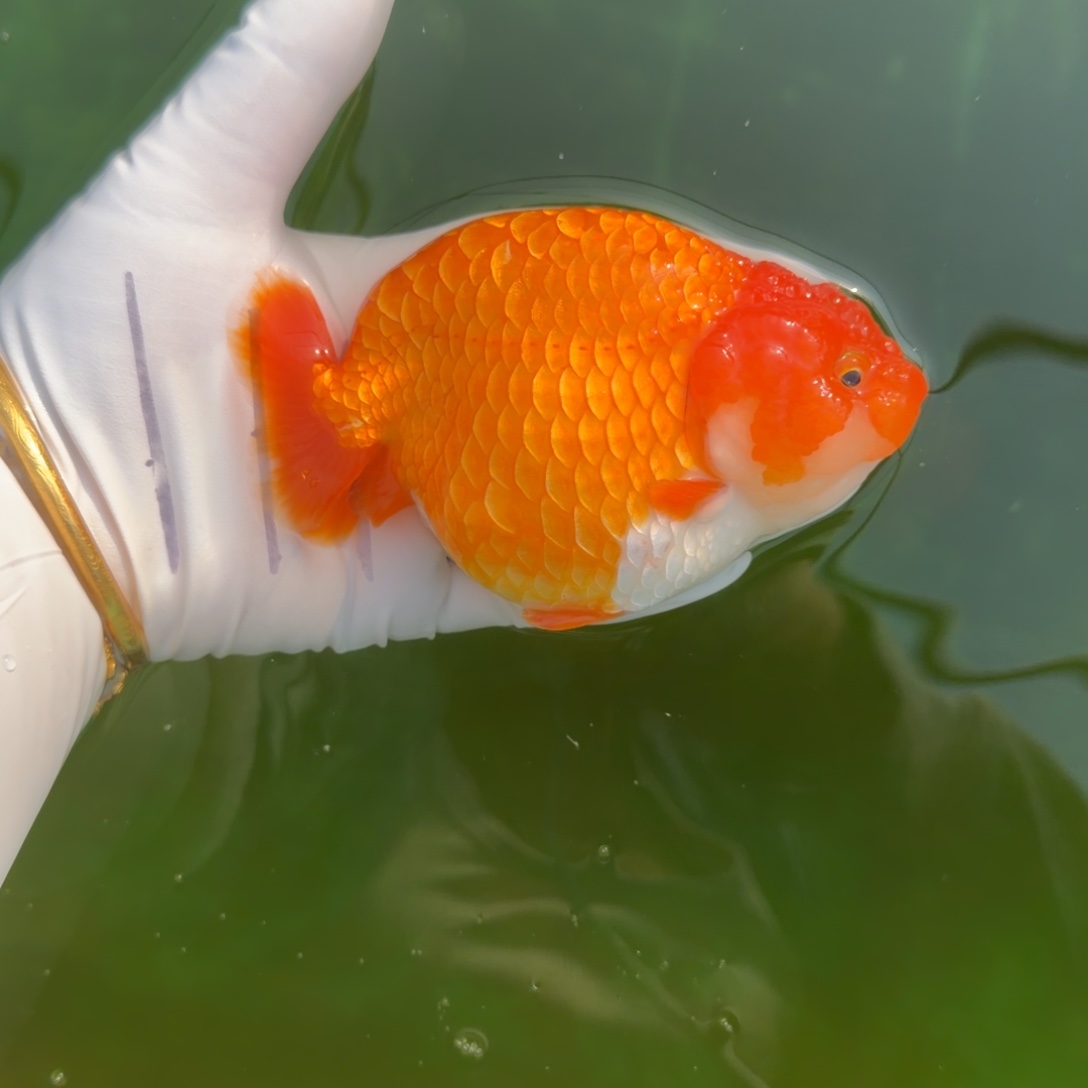 金鱼0066红寿兰寿