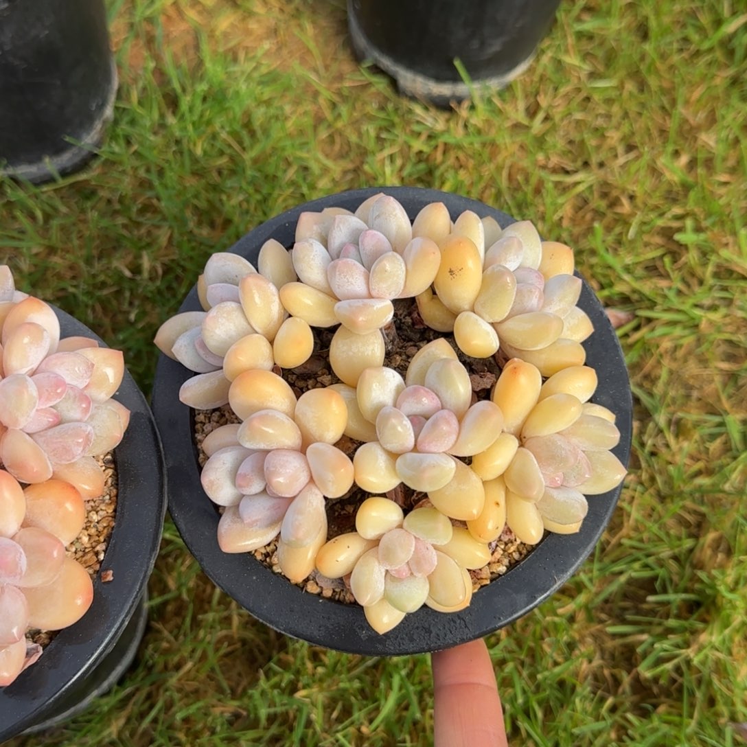 小***柒多肉植物多肉植物