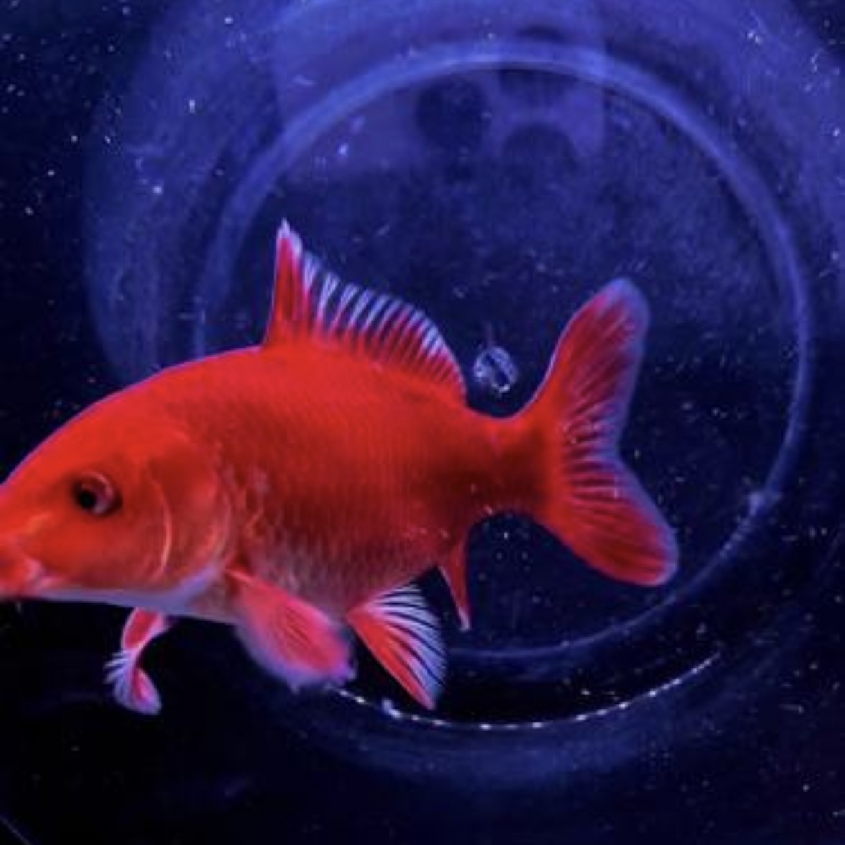 蝴蝶鲤圆头满臀冷水淡水观赏鱼招财好养耐活精品﹌小花生精选