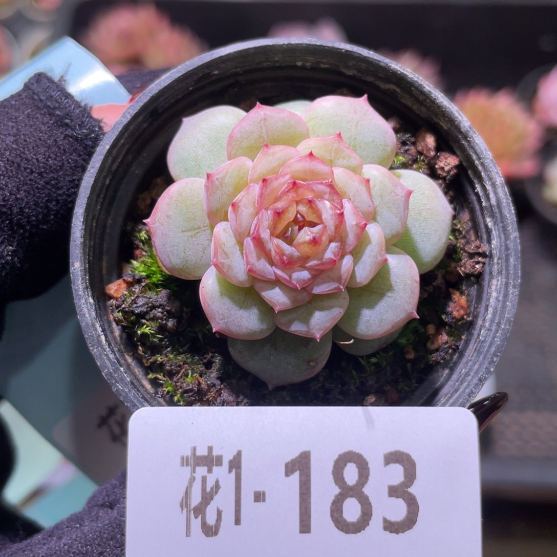 花利美1-183新品单头