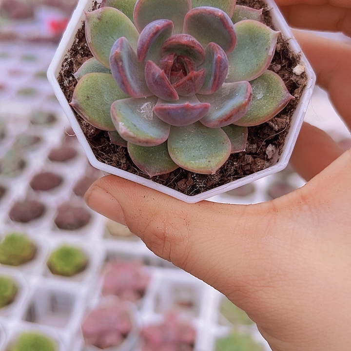 黑橙带盆19包邮多肉