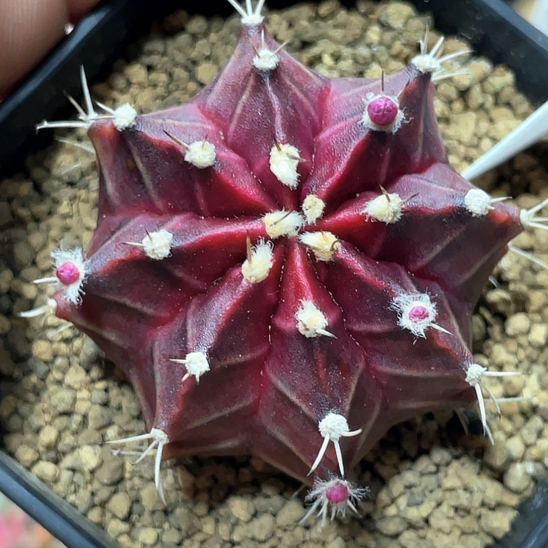 泰系名品侧，红宝石