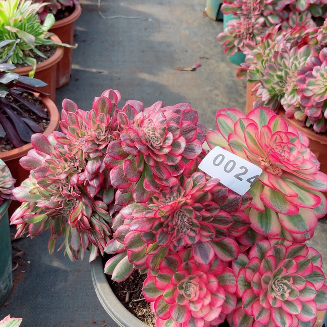 荔枝缀化多肉发货发货