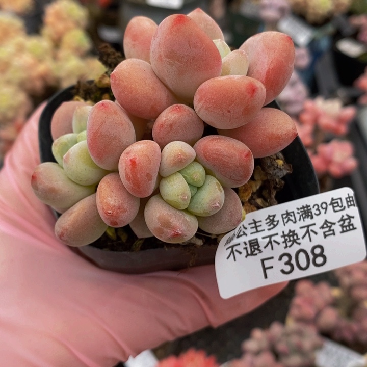 樱花洛神5cm308多肉植物