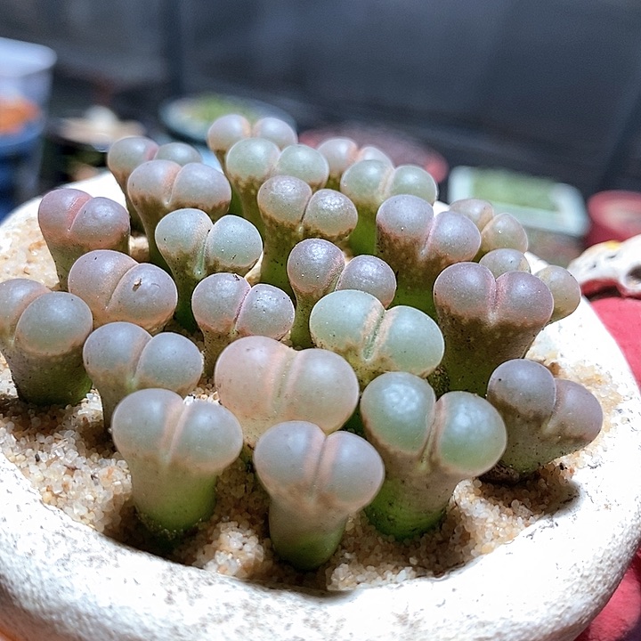 鲑鱼粉杂c10一组五颗