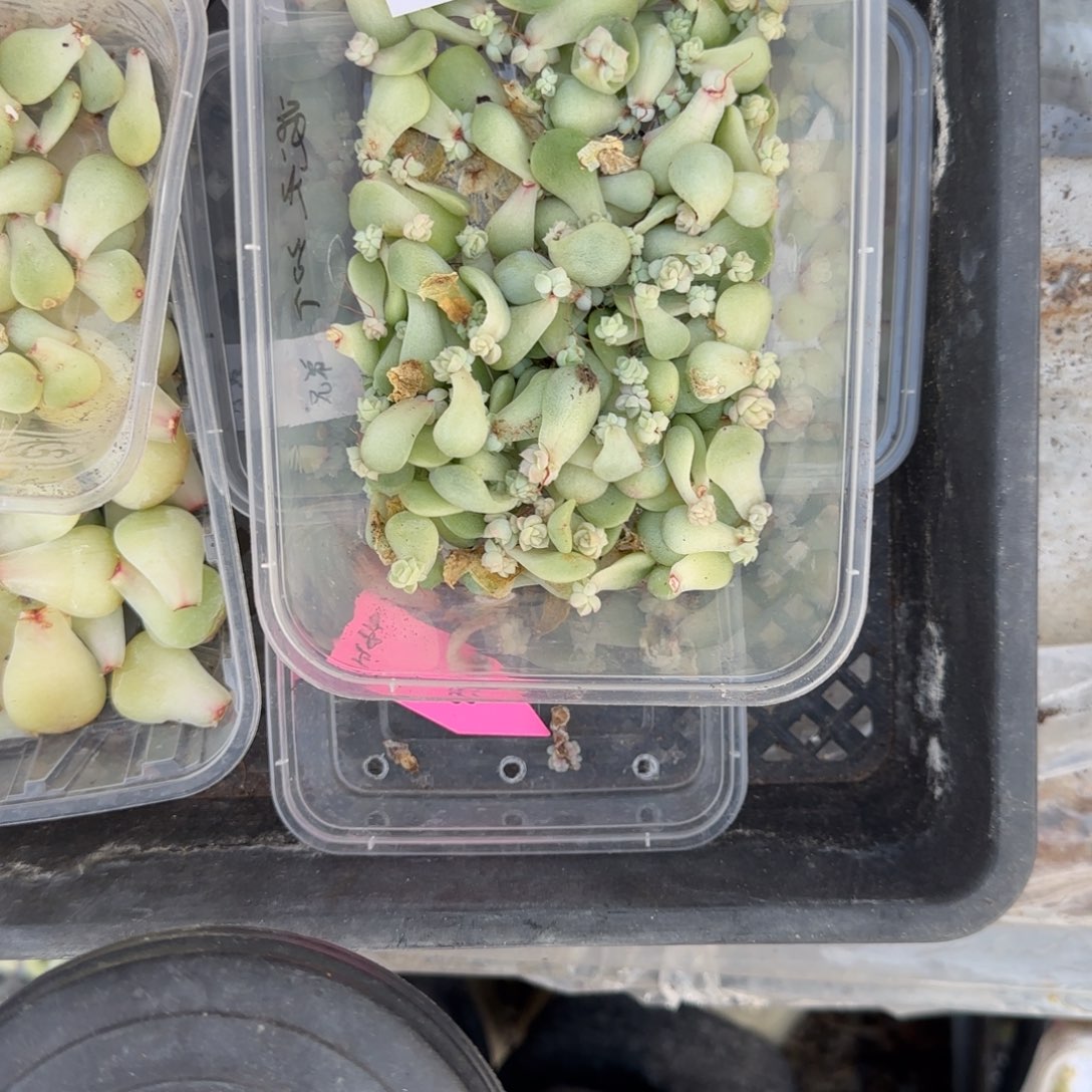 2个Pc11 芝麻穴满25包邮