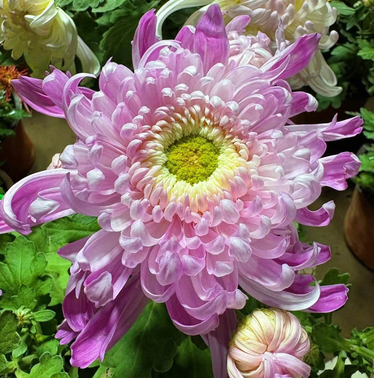 [洹水映月]图一花效果  图二发货苗情  大苗母本富贵菊大菊观赏菊