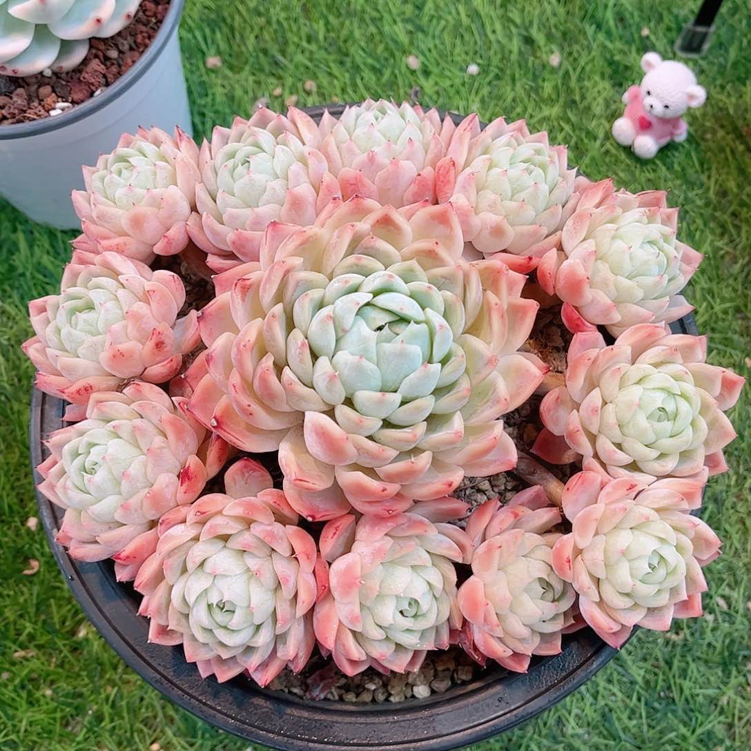 韩版孤星捧花多肉