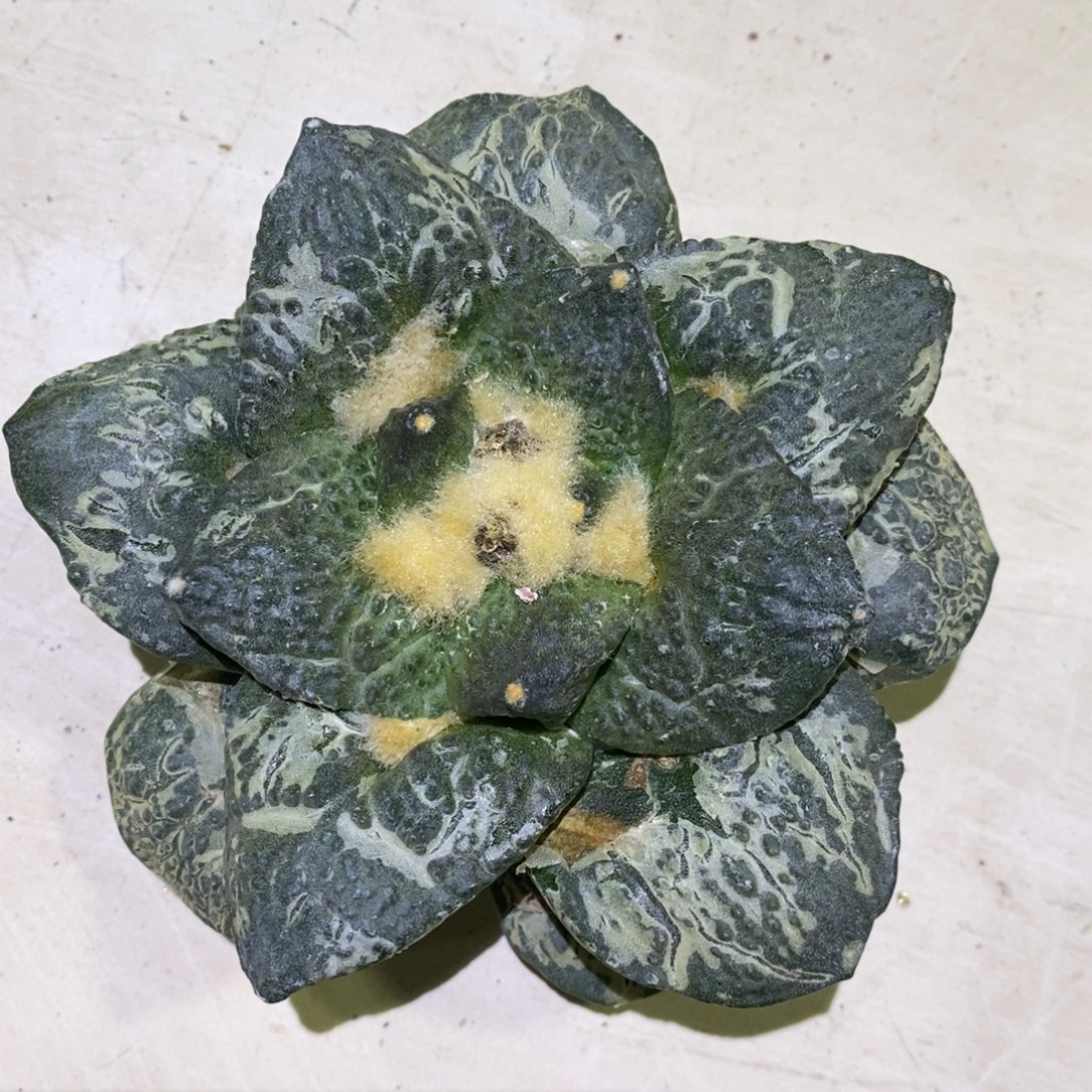 罗***鱼自根特价牡丹杂福利福利