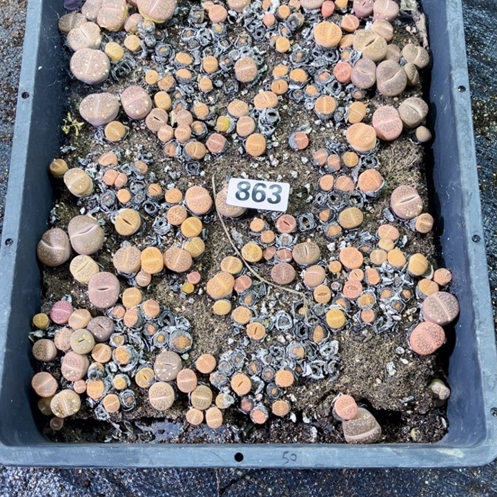 863 生石花一物一图如图