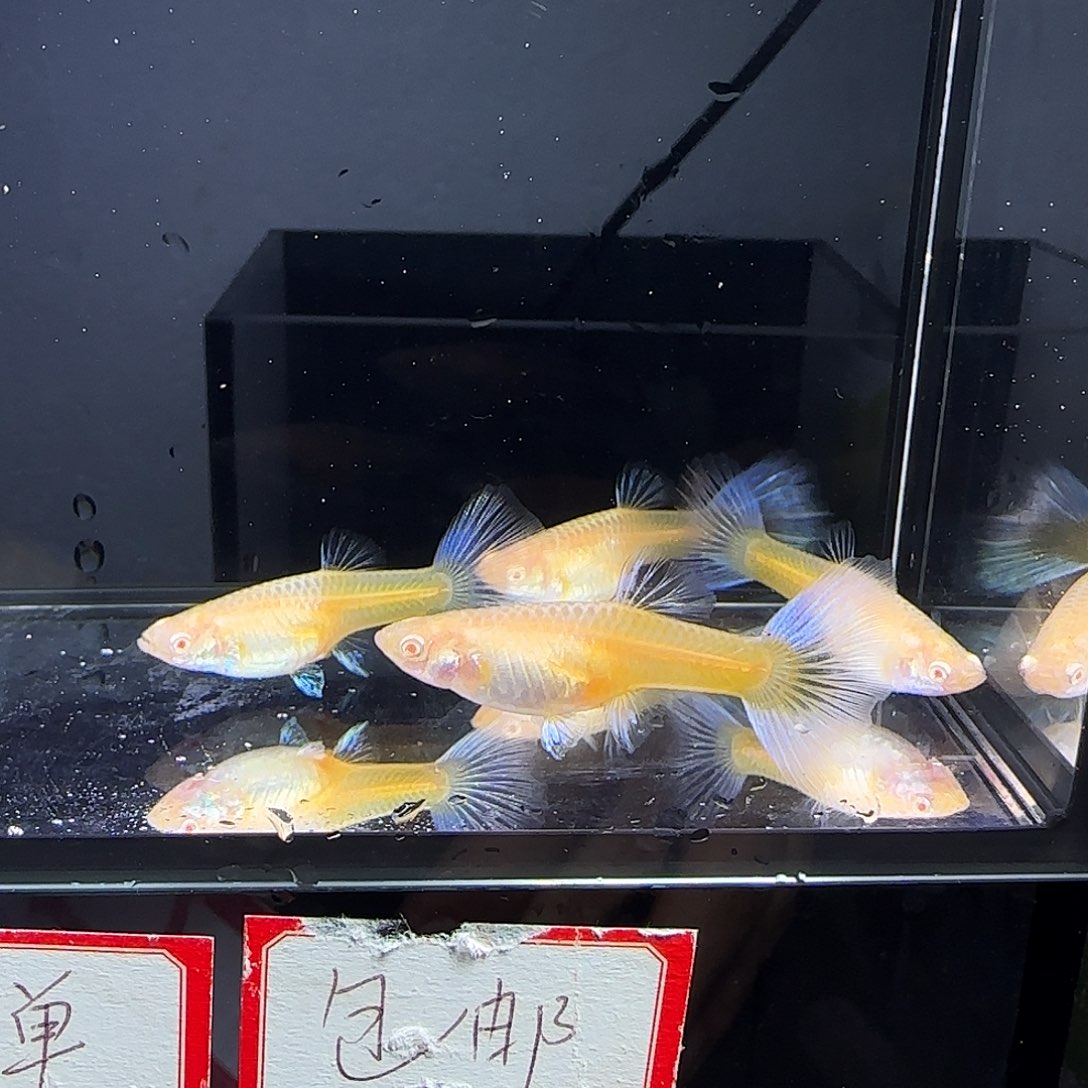 孔雀鱼欧意紫白母鱼四条