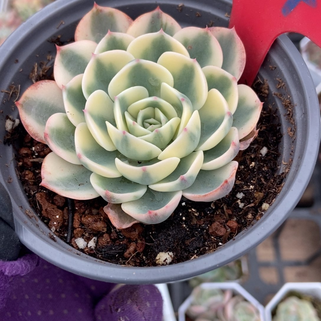 814玉蝶锦多肉植物多肉