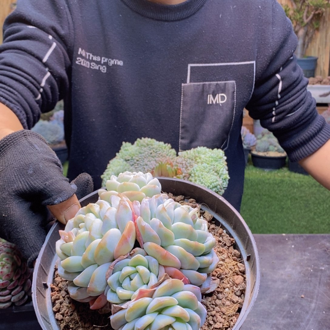 唐*05 号冰玉群0000