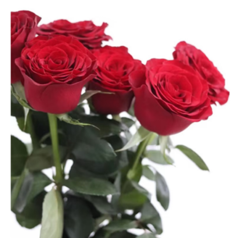 红玫瑰卡罗拉10枝鲜花店东阳南马永康横店花园小时达配送同城上门
