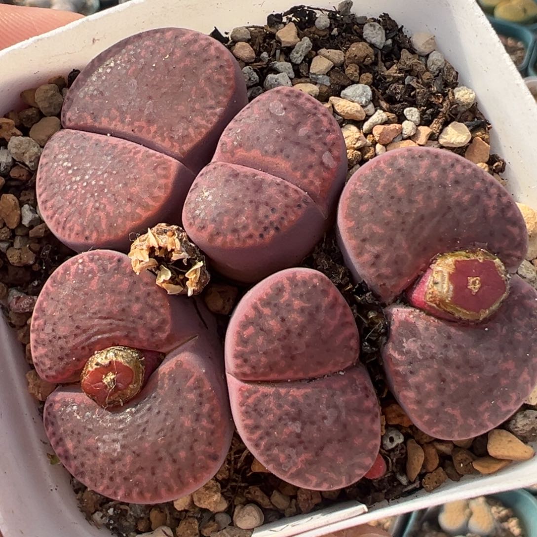 841多肉植物种类多样