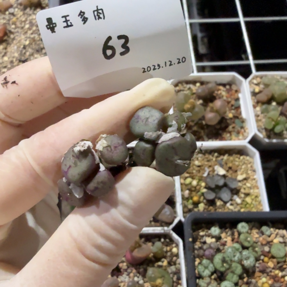 丁***加多肉多肉多肉12.20-063