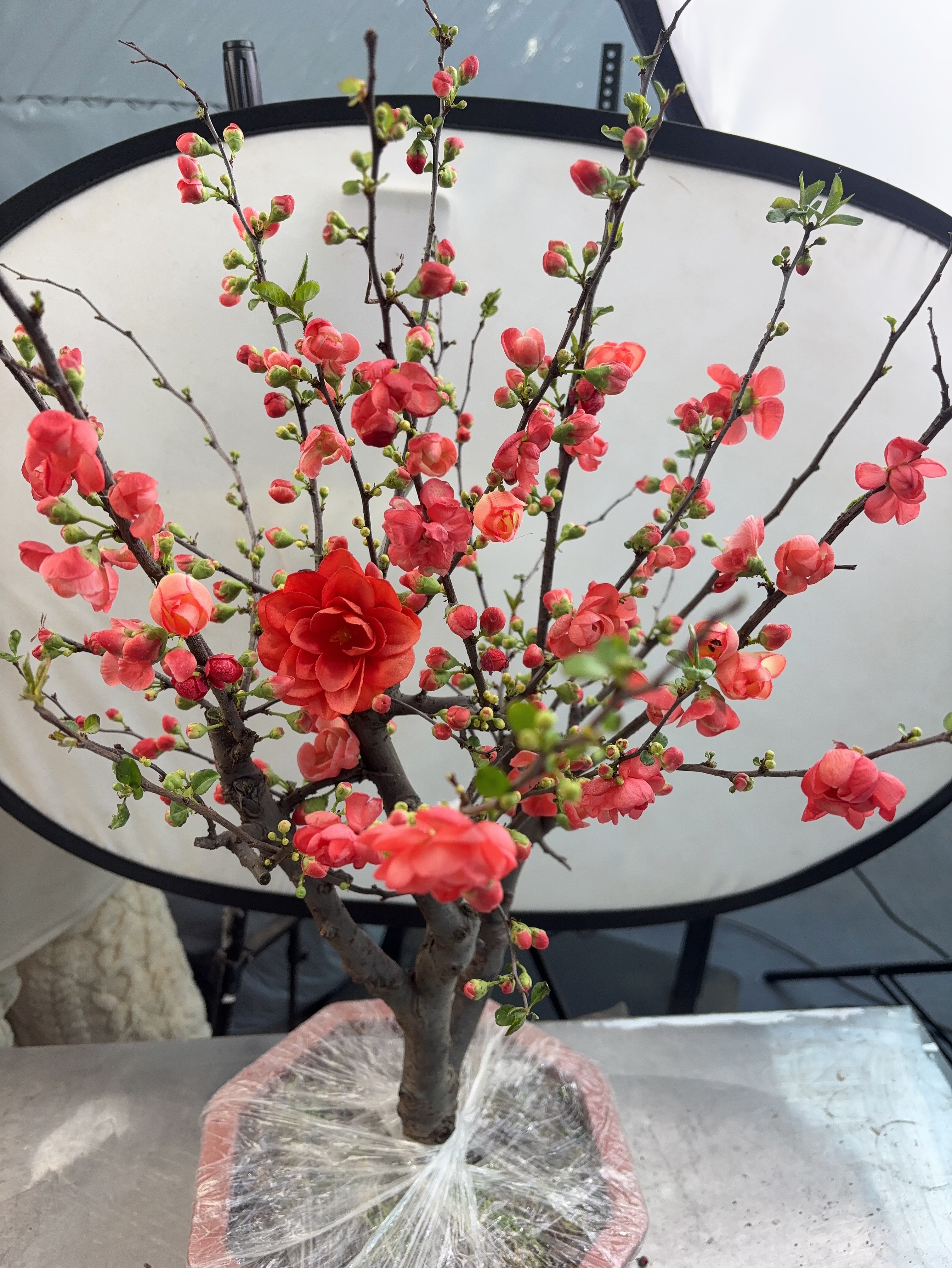 【香橙海棠】开花爆花机器长寿冠海棠年宵盆景耐寒