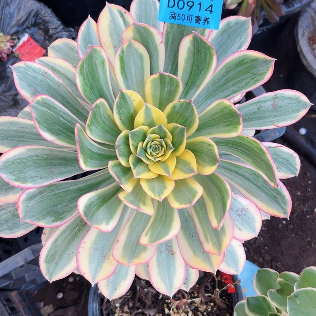 多肉植物多肉植物914