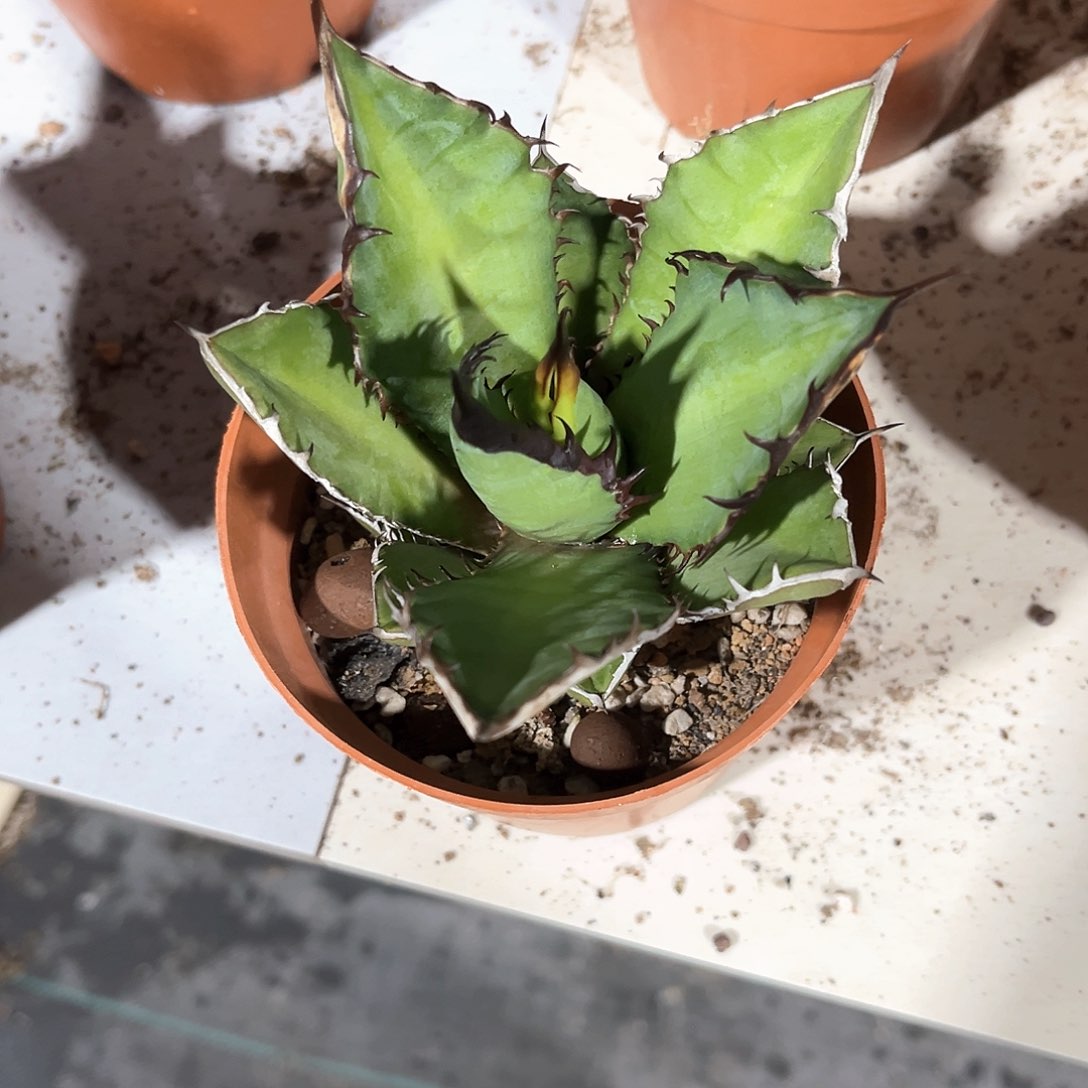 辉*龙舌兰黑火焰随单10