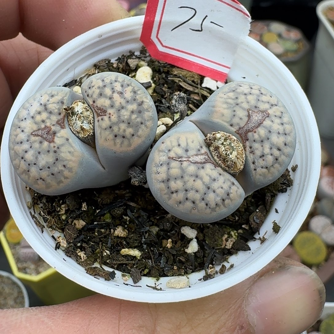 75多肉朝贡哈哈哈哈哈哈