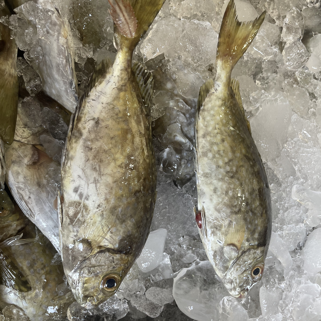 海南本港泥猛鱼煮汤香煎到手3斤