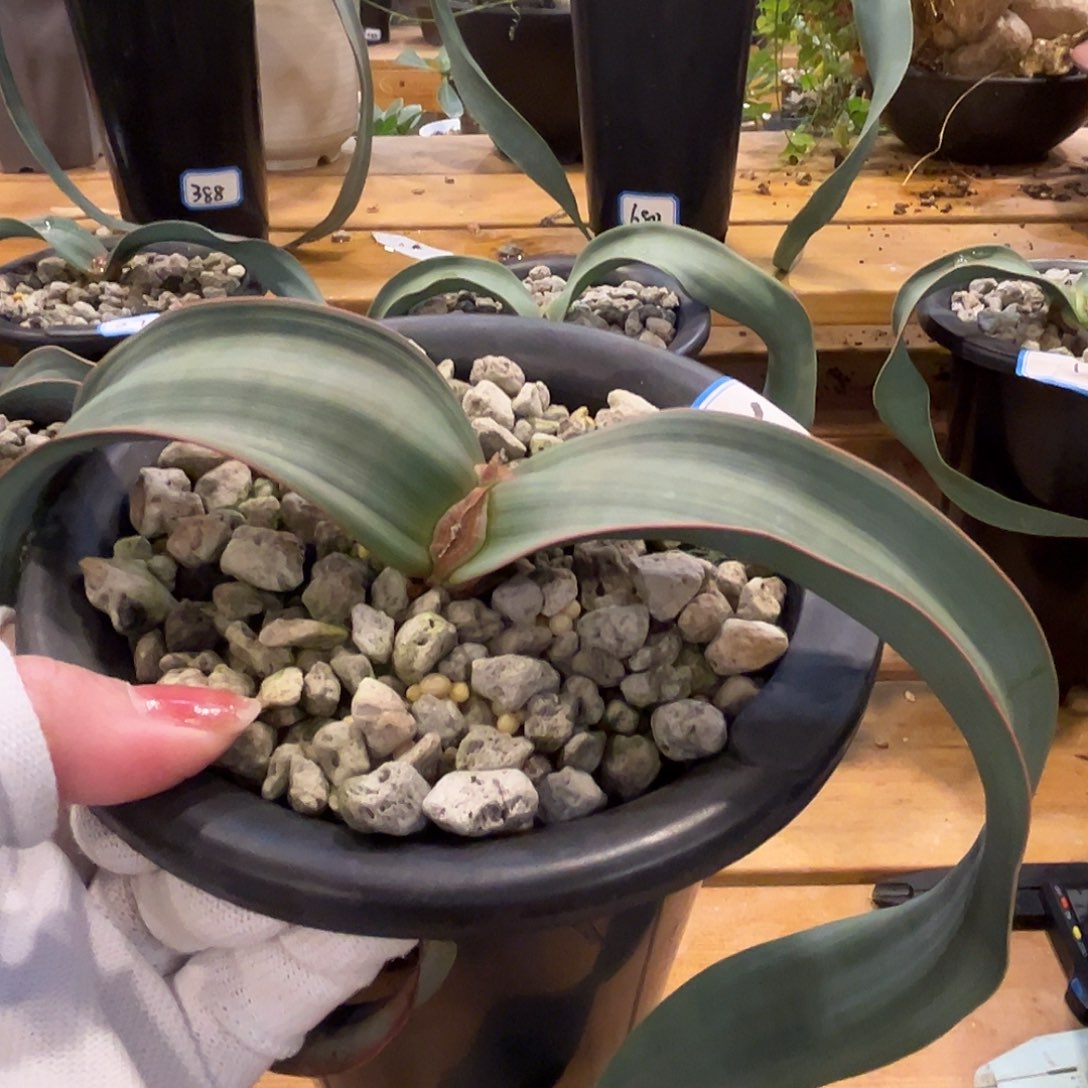 汤圆植物22百岁兰宽