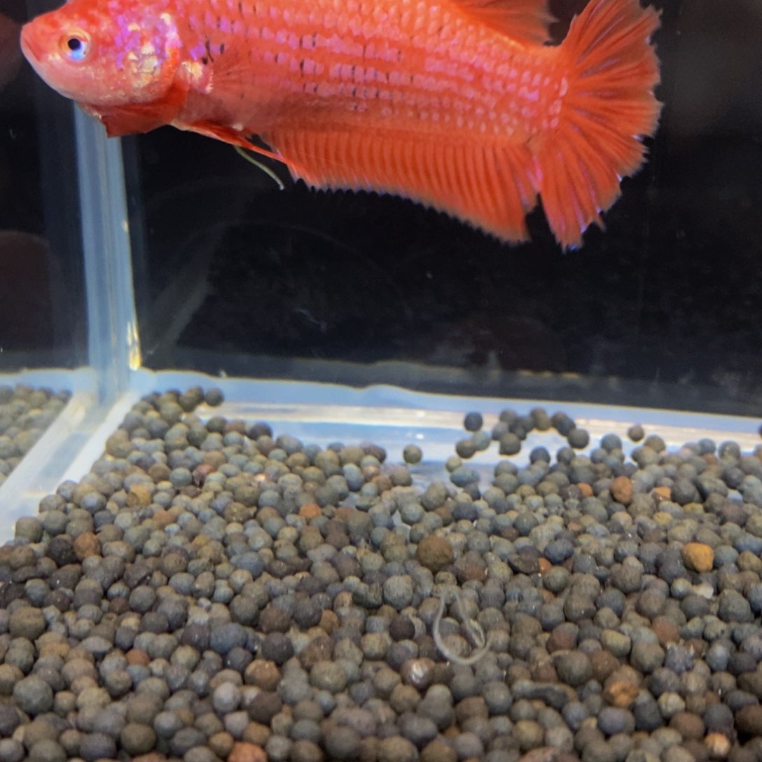 热带鱼公452巨斗