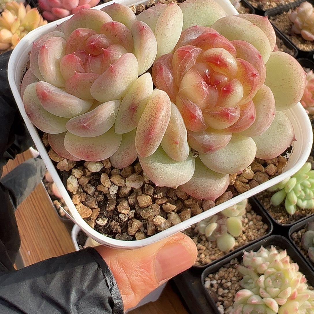 一物一拍链接，甜心