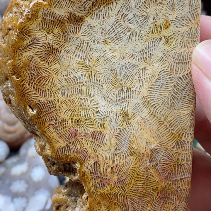 硅化珊瑚（珊瑚玉）颈饰未镶嵌