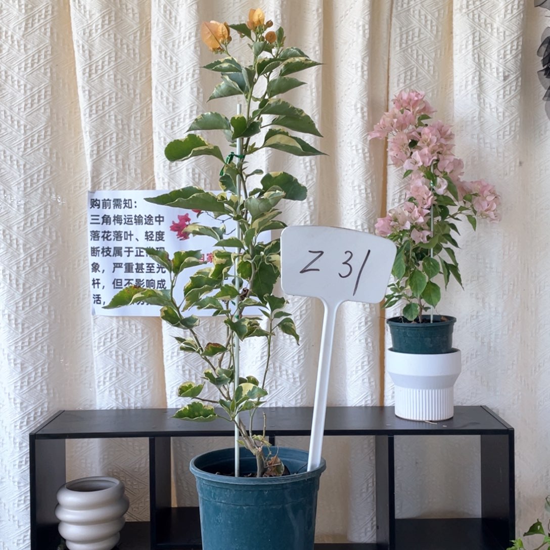 雨***沛大量花朵（建议范围：8朵-15朵 或40%以上）三色马斯Z31