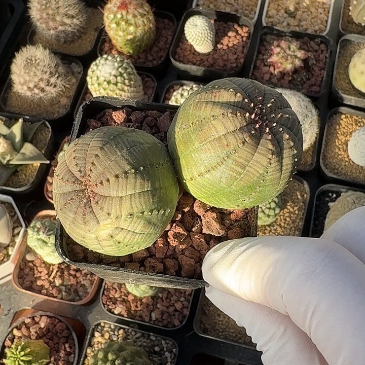 双头布纹球虾仙人球