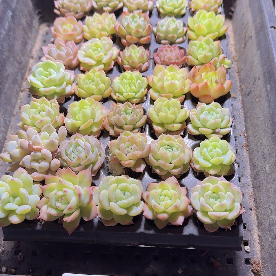 瑕疵不售后福利慎拍51