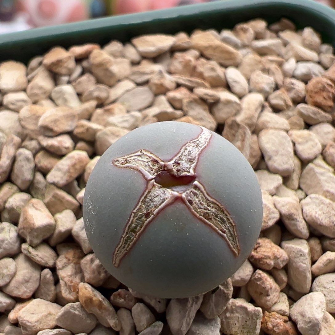 750。青蛙种源V嘴