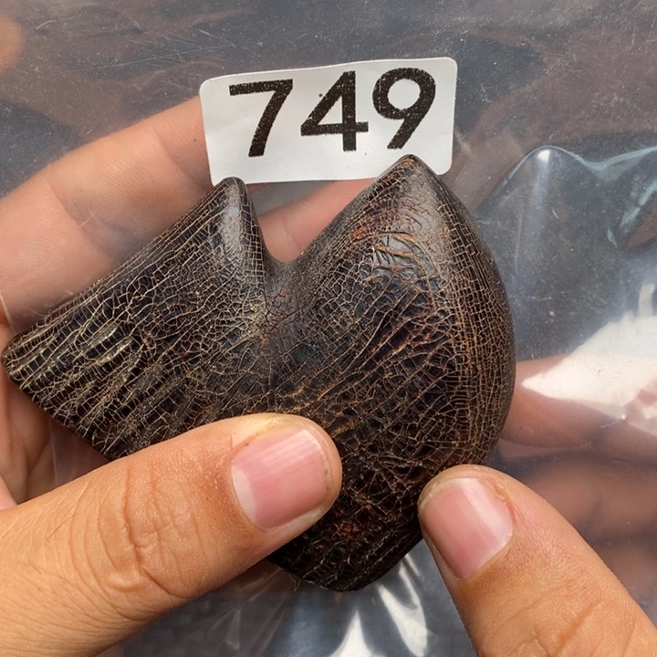 大果紫檀（缅甸花梨）