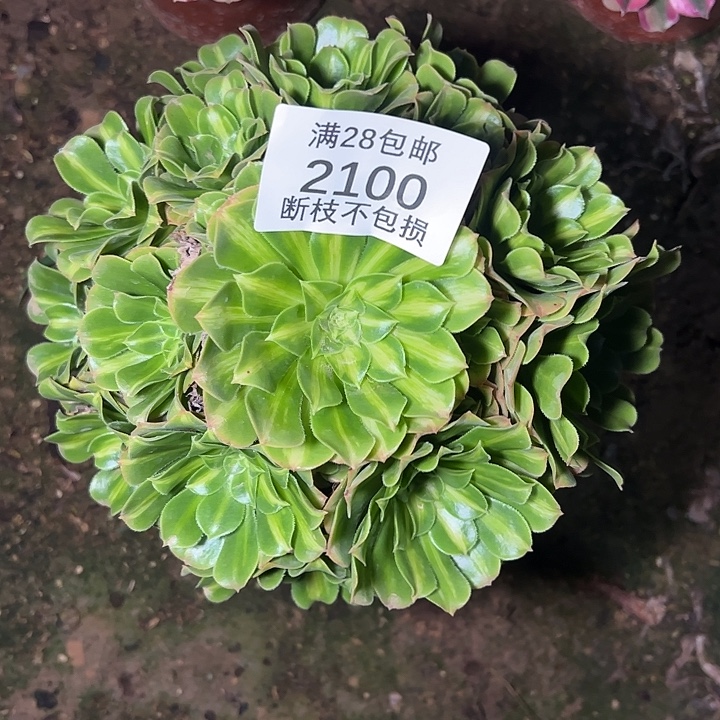 2100翡翠琉璃多肉植物