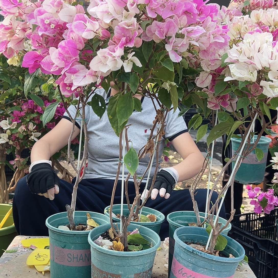 大部分花苞少量开放红樱带竹棒棒糖一颗