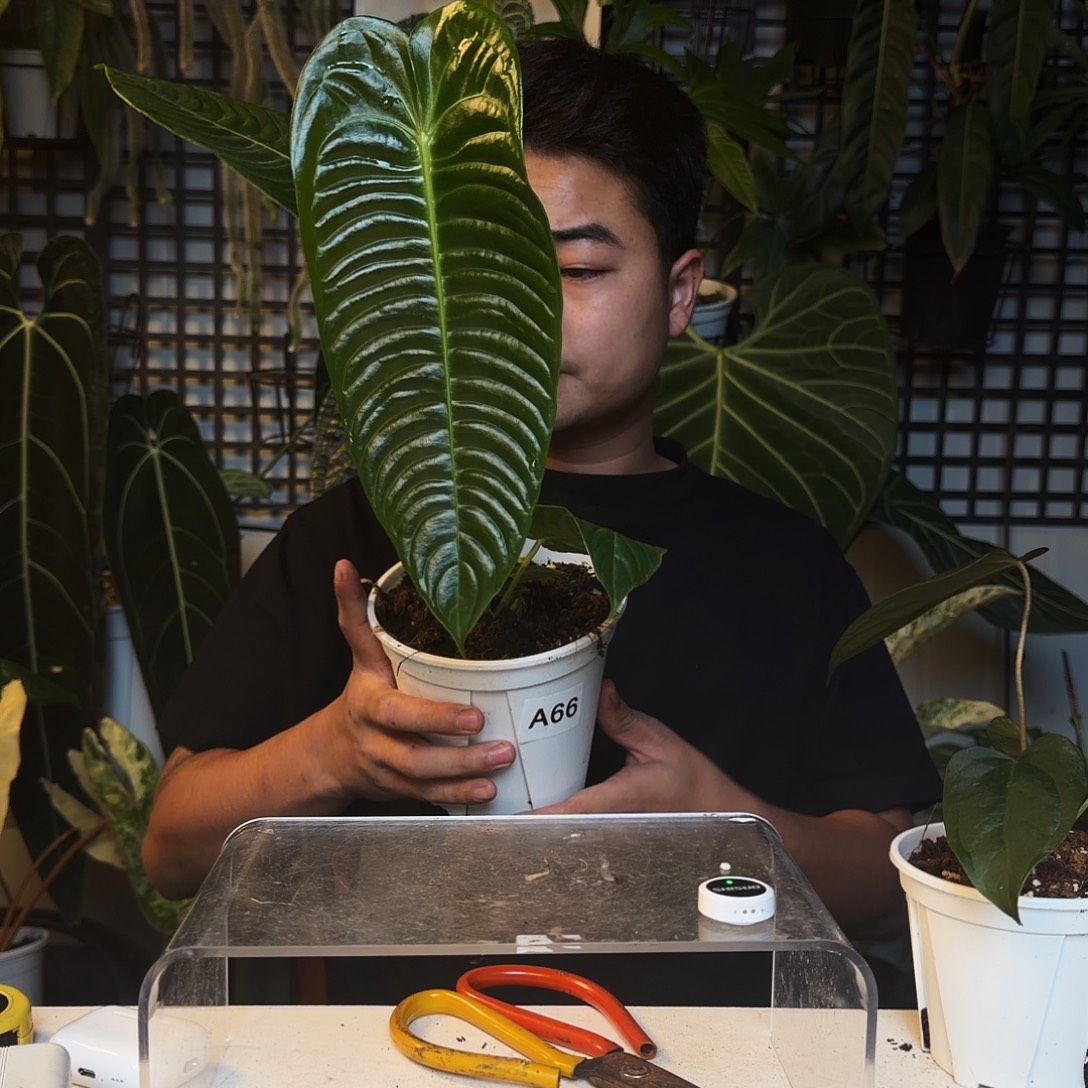 完全开放B89火鹤王，