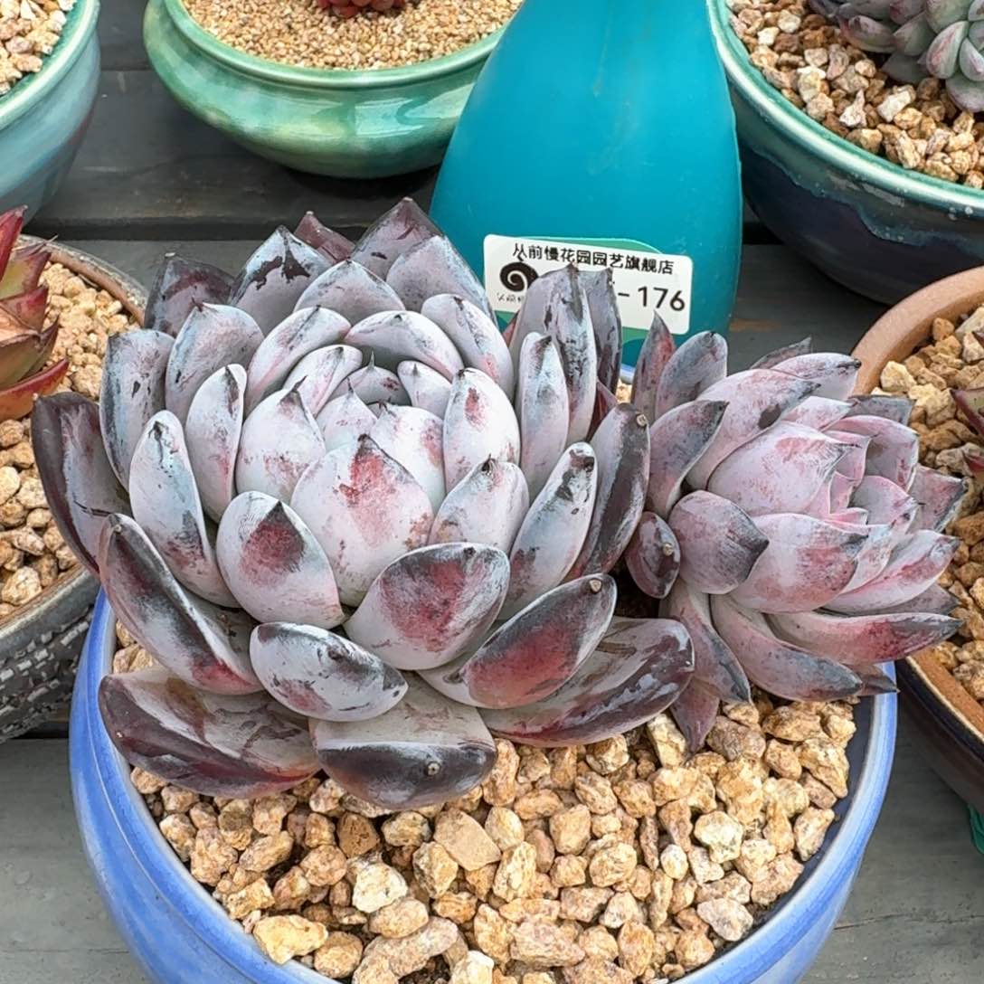 从前慢多肉精选编号0215.176