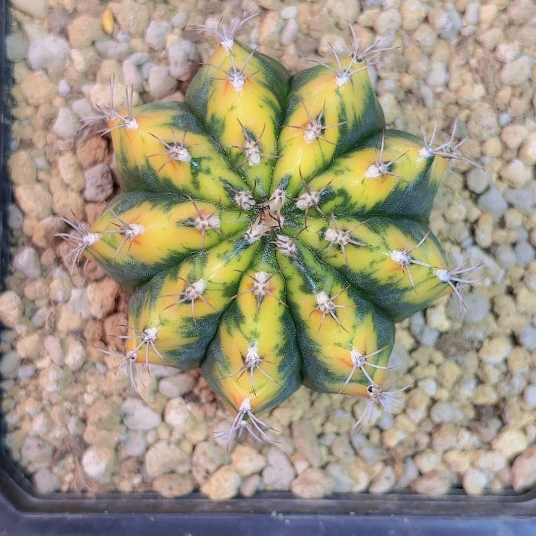 泰系实生米哈仙人球5号