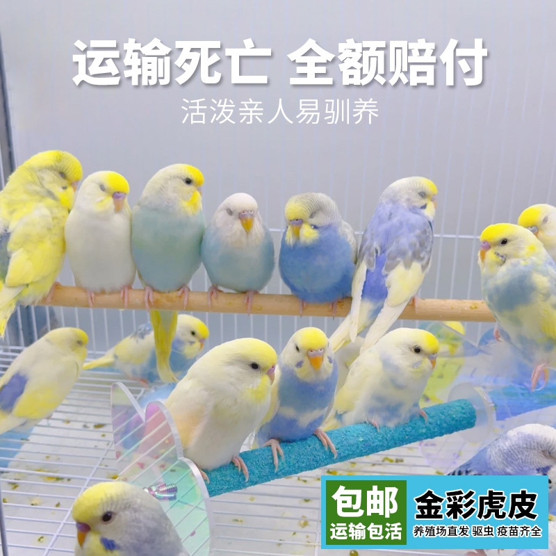 金彩鹦鹉活鸟大头虎皮鹦鹉可学说一公一母可繁殖亲人手养宠物包活