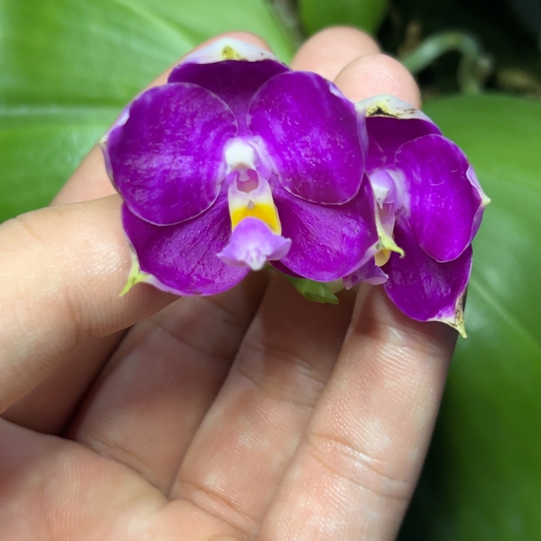 完全开放l023三寸ys1209