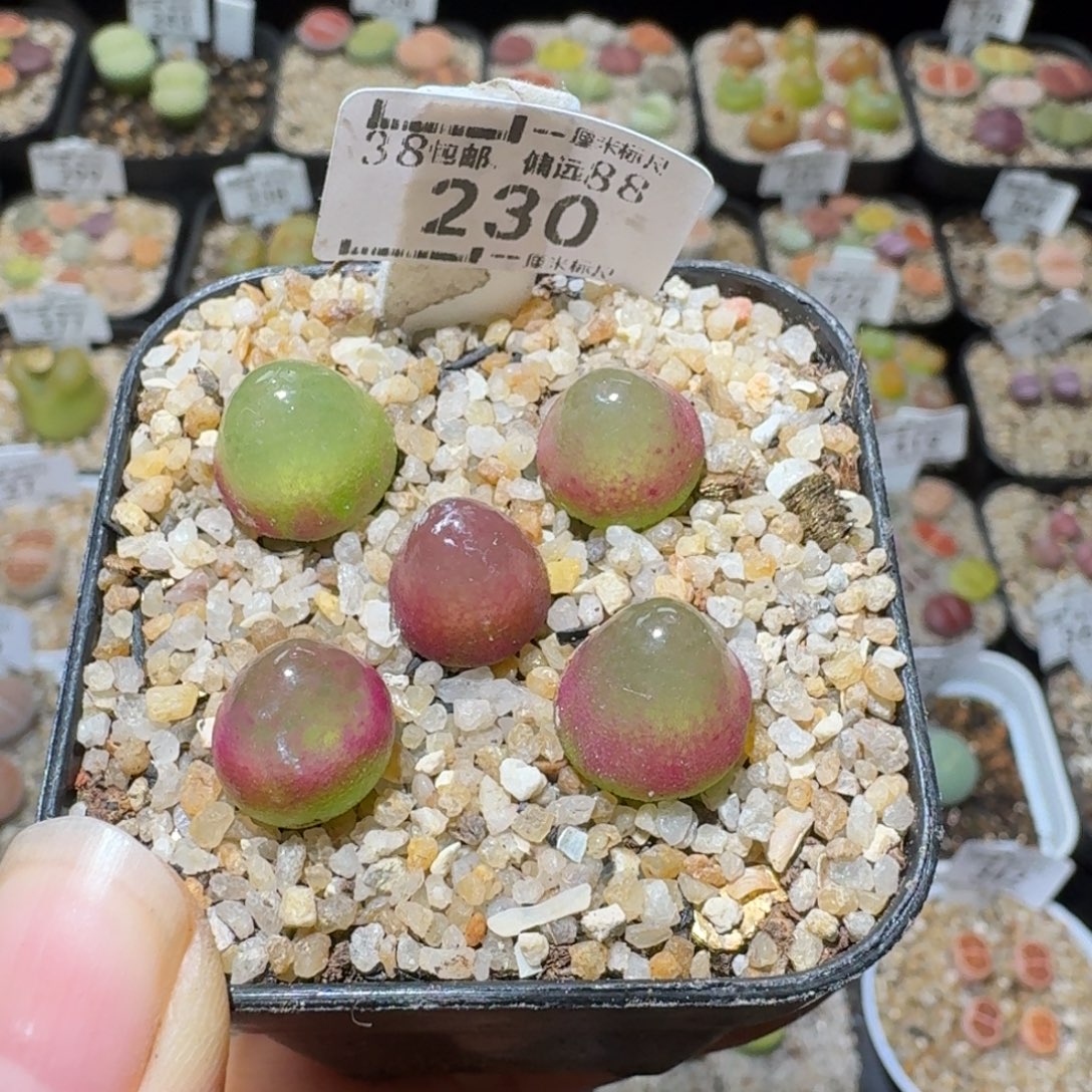 Sss清货便宜出230