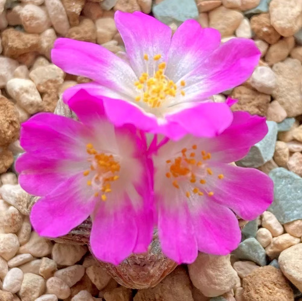 龟甲牡丹种子1粒