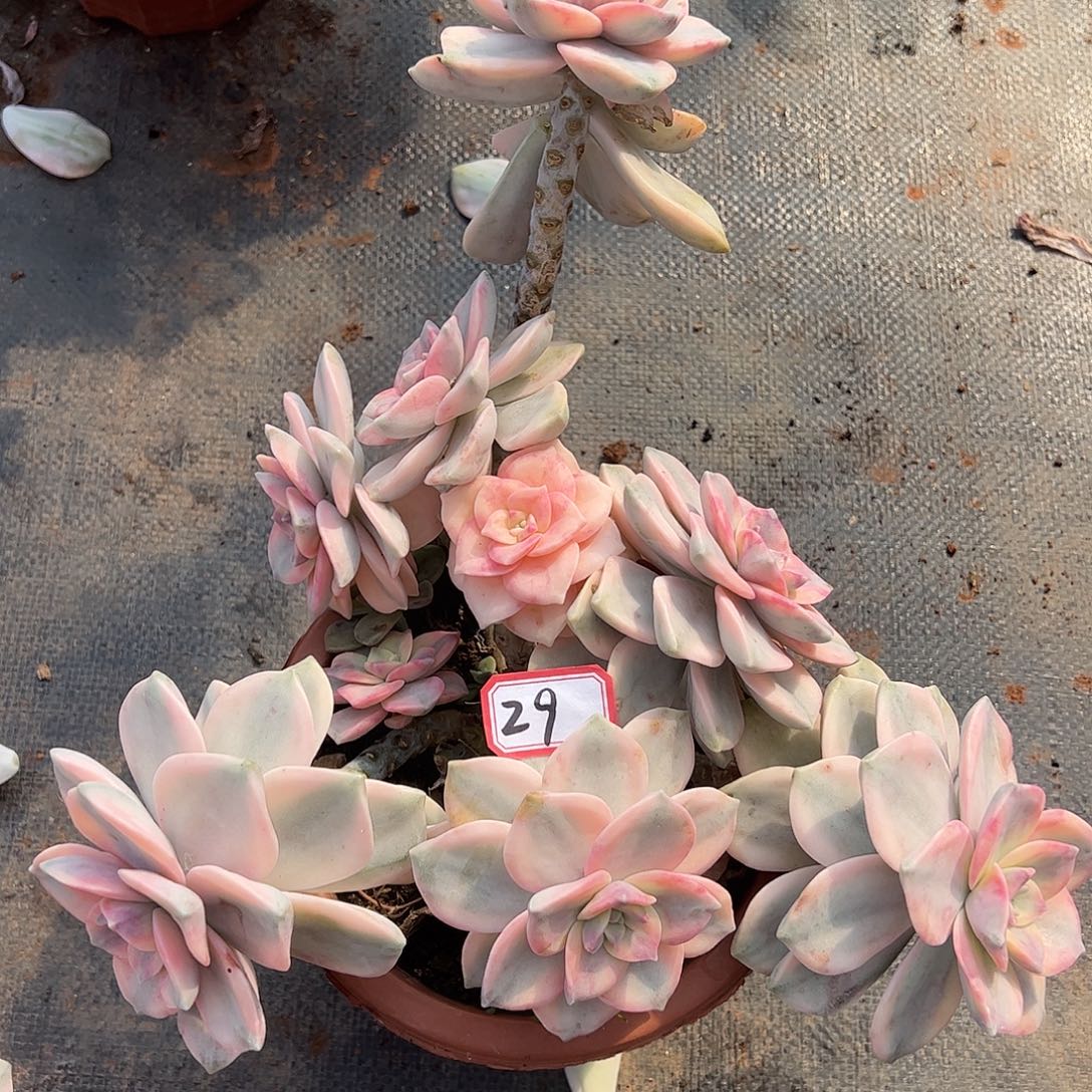 29号紫乐锦，一物一拍