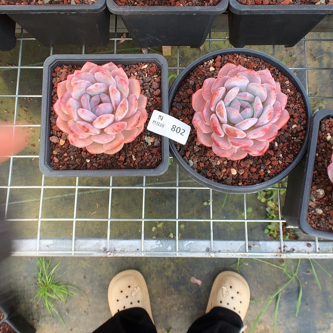 802星橙多肉植物6666