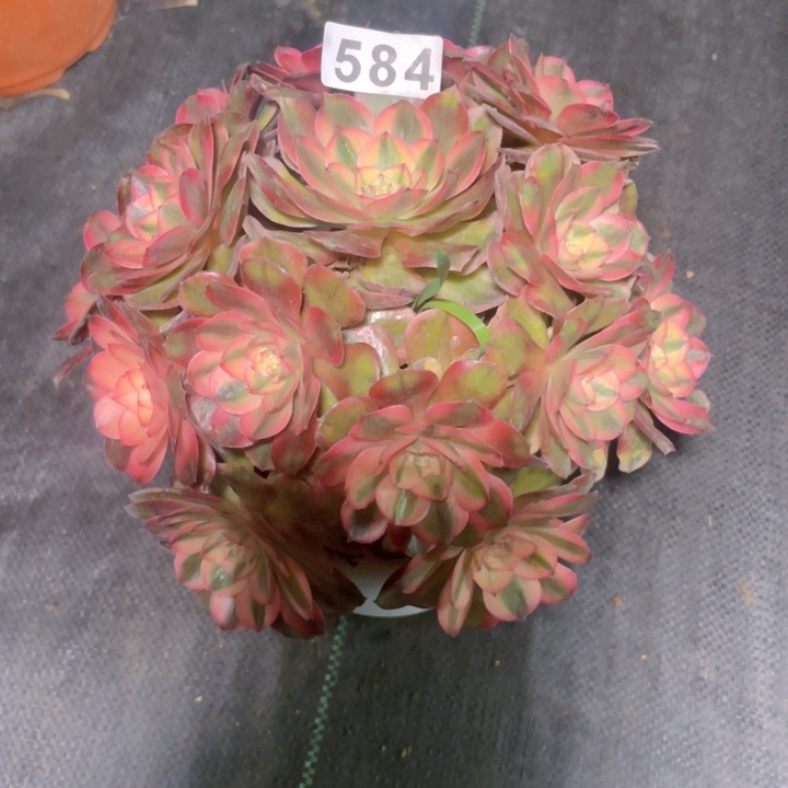 584老庄多肉法师荔枝